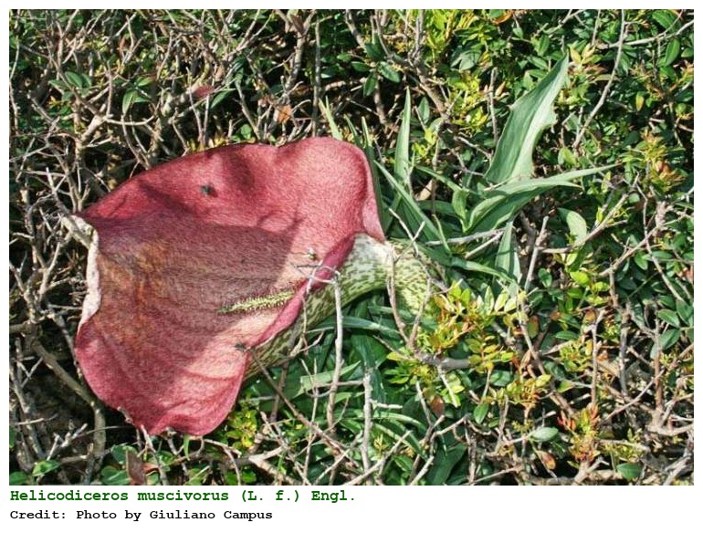 Helicodiceros muscivorus (L. f.) Engl.